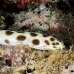 eel_snake_spotted_eri_sari_h_0061_mal0970.jpg